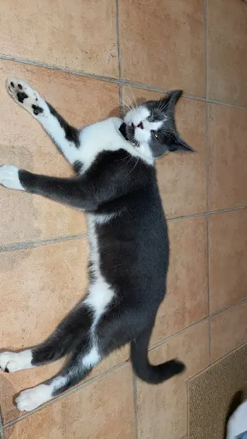 chat lost   33190 Floudès Groot