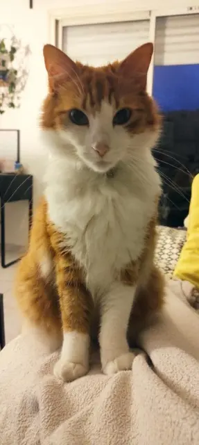 chat lost   33130 Bègles Gus