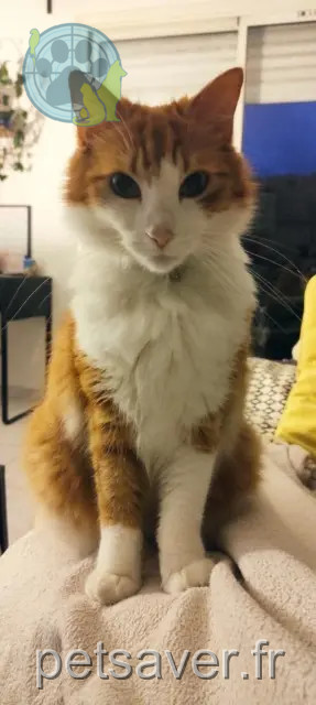 kater vermist 33130 Bègles Gus kater lost 33130 Bègles Gus