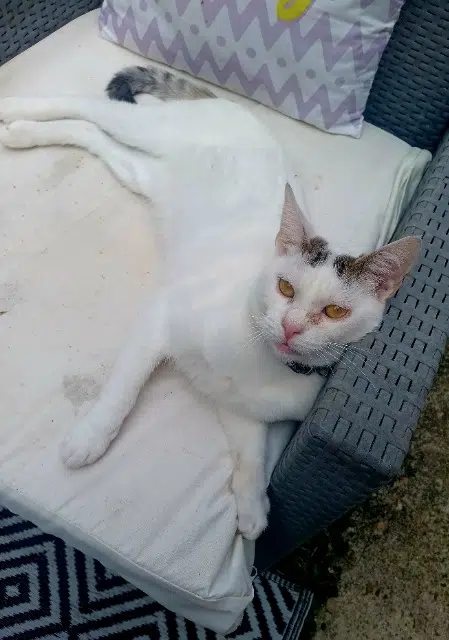 chat lost   33550 Paillet Guss