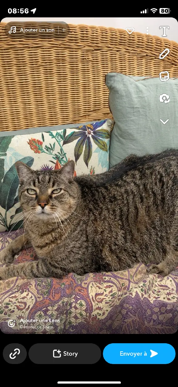 Chat Perdu 33 Gironde - Happy Chat Perdu 33 Gironde - Happy
