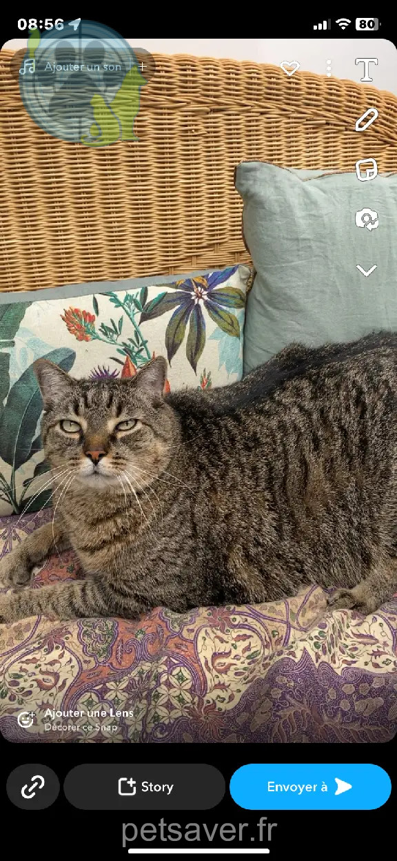 Chat Perdu 33 Gironde - Happy Chat Perdu 33 Gironde - Happy