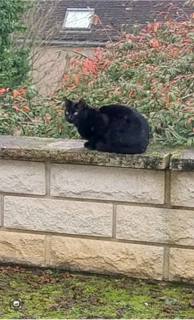 chat lost   33860 Reignac Harry