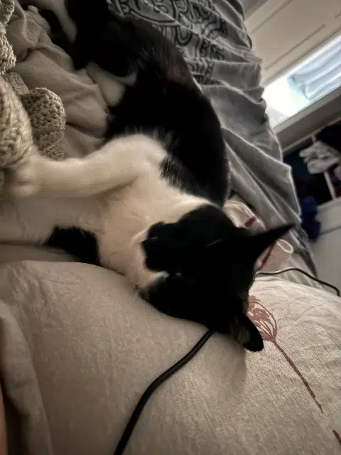 chat lost   33450 Montussan Hubert