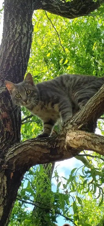 Chat Perdu 33 Gironde Chat Perdu 33 Gironde