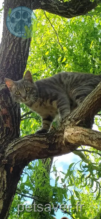 Chat Perdu 33 Gironde Chat Perdu 33 Gironde