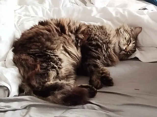 chat lost   33140 Villenave-d'Ornon Jag-eun