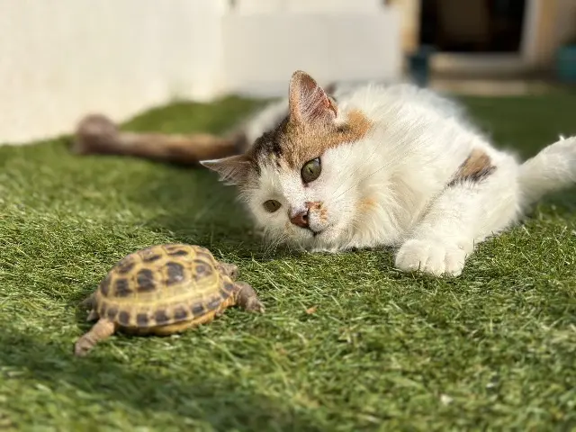 chat lost   33440 Ambarès-et-Lagrave Jeancha