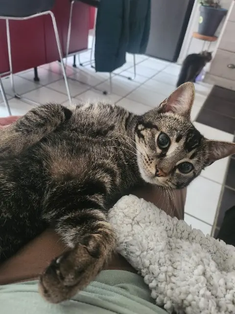 chat lost   33420 Saint-Jean-de-Blaignac Jisoo