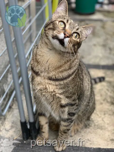 chat lost 33190 Barie Kayen