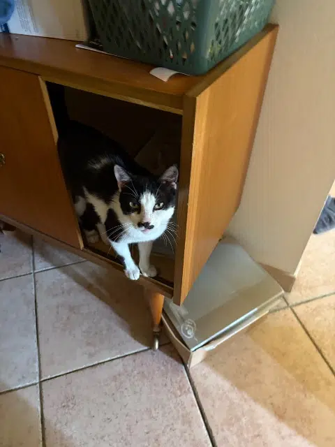 chat lost   33720 Illats Kiki