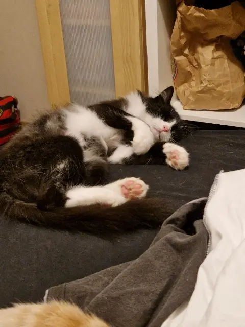 chat lost   33270 Floirac Kirito