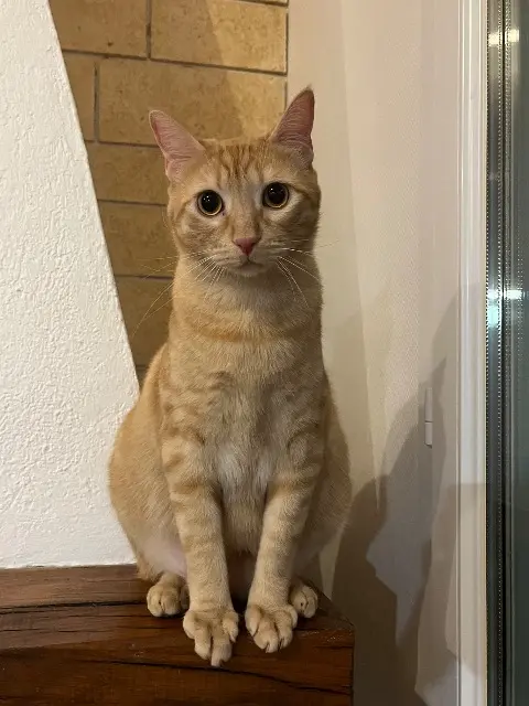 chat lost   33440 Saint-Louis-de-Montferrand Kuzco