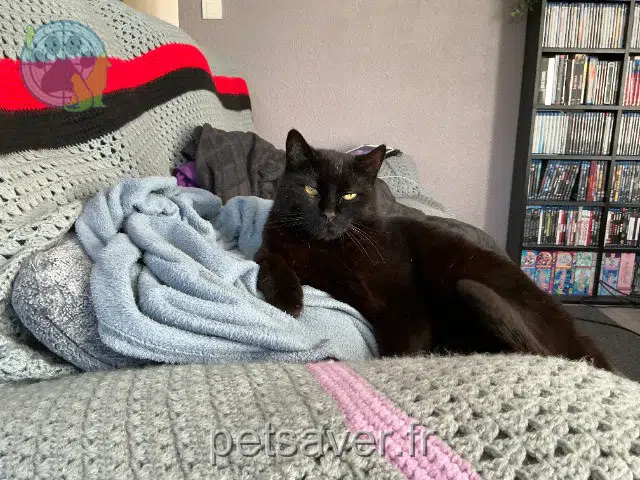 chat perdu 33770 Salles Laos chat lost 33770 Salles Laos