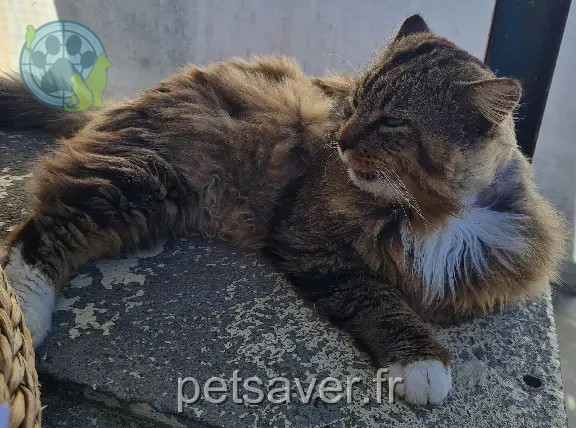 Chat Perdu 33 Gironde - Lexus Chat Perdu 33 Gironde - Lexus