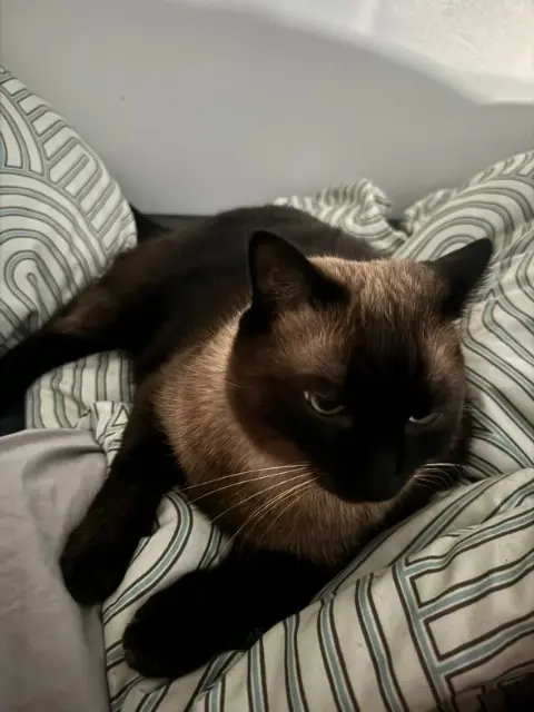 chat lost   33320 Eysines LOKI