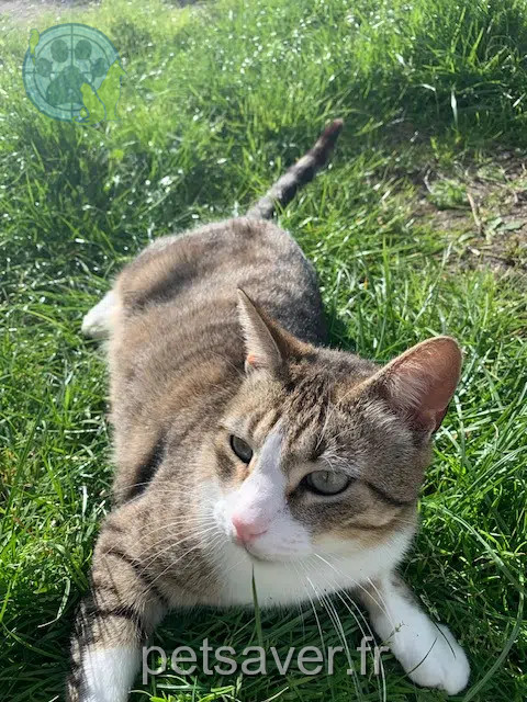 chat lost   33121 Carcans Lou