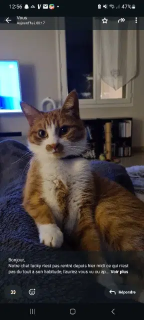 chat lost   33830 Belin-Béliet Lucky