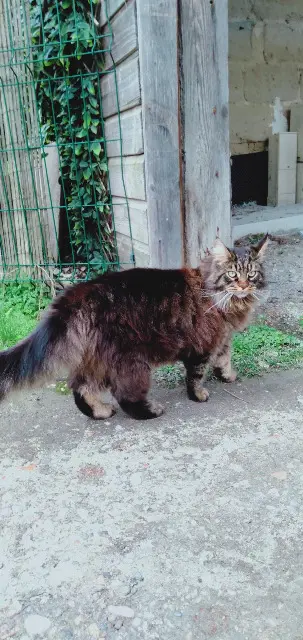 cat lost   33140 Villenave-d'Ornon lumo