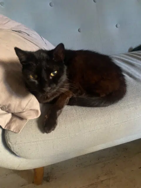 chat lost   33710 Bourg Léo