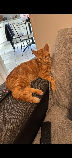 cat lost 33520 Bruges Maci cat lost 33520 Bruges Maci