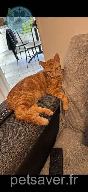 chat perdu 33520 Bruges Maci chat lost 33520 Bruges Maci