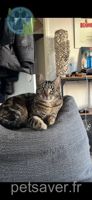 chat lost 33140 Villenave-d'Ornon Madara