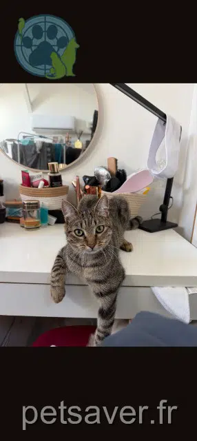 chat lost   33110 Le Bouscat Marcel