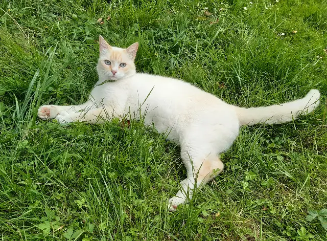 chat lost   33270 Bouliac Maurice