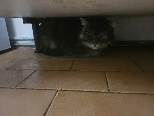 chat lost   33600 Pessac Mexico