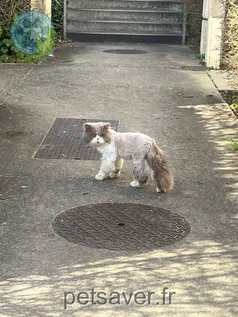cat lost 33560 Sainte-Eulalie Michka cat lost 33560 Sainte-Eulalie Michka