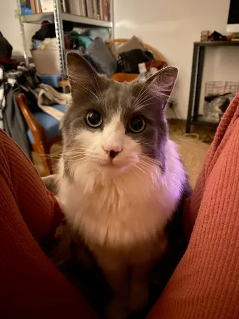 chat perdu 33600 Pessac miggi chat lost 33600 Pessac miggi