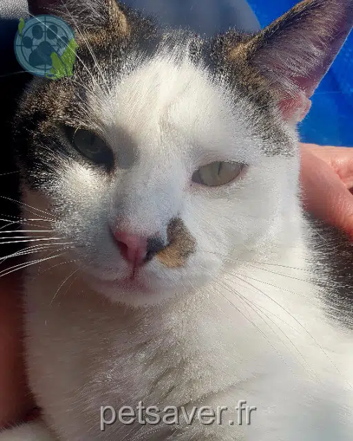 cat lost   33400 Talence Miles