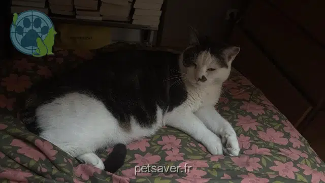 chat lost   33400 Talence Miles