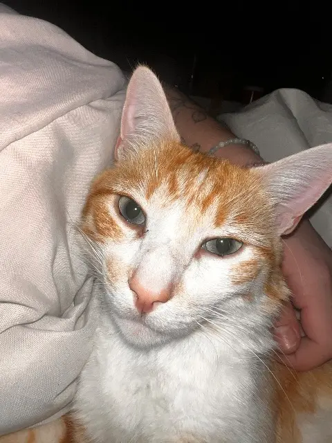 chat lost   33720 Barsac Milo