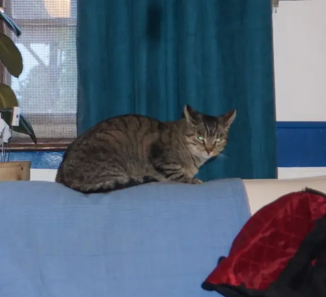 cat lost   33600 Pessac Mimir