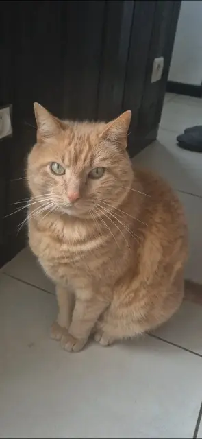 Kater vermisst 33240 Saint-Gervais Minou Kater lost 33240 Saint-Gervais Minou