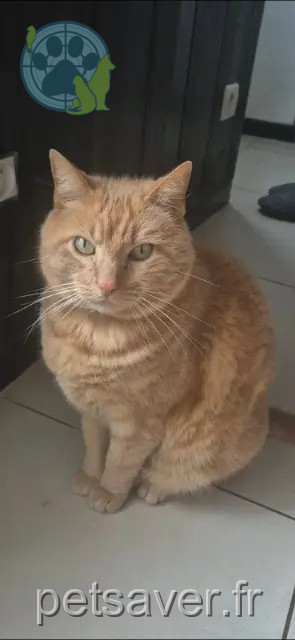 kater vermist 33240 Saint-Gervais Minou kater lost 33240 Saint-Gervais Minou