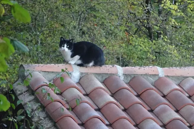 chat lost   33850 Léognan Minou