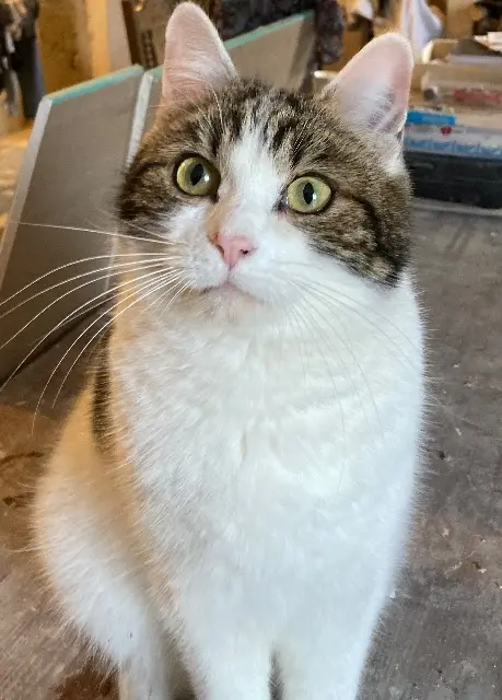 chat lost   33730 Noaillan Minus