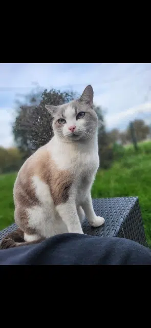 chat lost   33860 Donnezac Minus