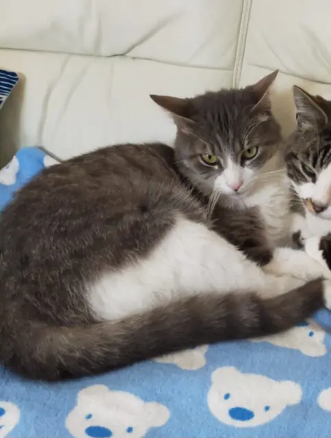 chat lost   33370 Yvrac Misti