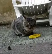 chat lost   33150 Cenon Mistigri