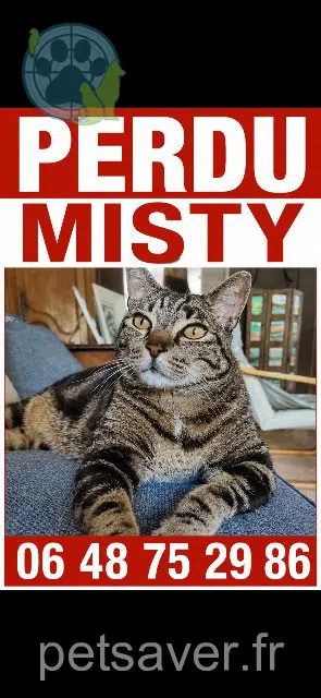 gato lost 33380 Biganos Misty