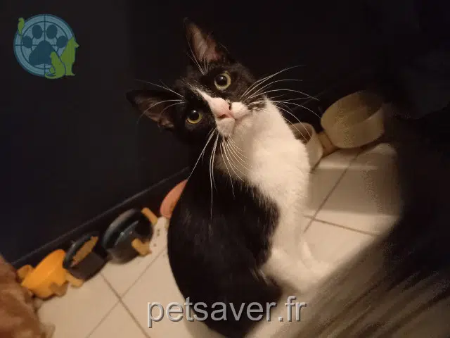 chat lost   33170 Gradignan Mitsugo