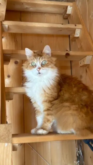 kater vermist Lège-Cap-Ferret Mockey kater lost Lège-Cap-Ferret Mockey