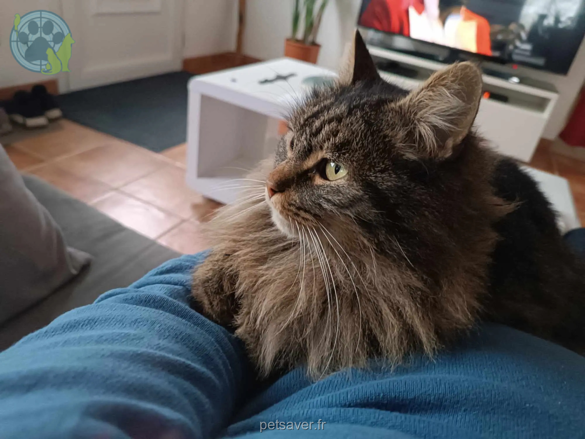 Chat Perdu 33 Gironde - Mocky Chat Perdu 33 Gironde - Mocky