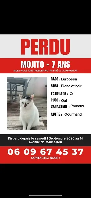 chat lost   33450 Saint-Sulpice-et-Cameyrac Mojito