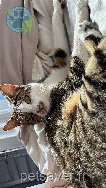 chat lost   33450 Saint-Loubès Momo