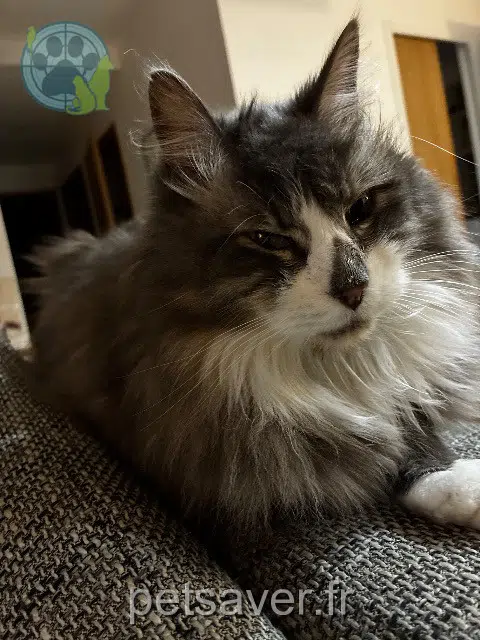 chat lost   33400 Talence Moon